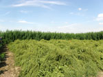 Pole produkcji nasiennej buraka cukrowego otoczone pasem roślin chroniących.