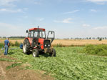 Skoszony pas roslin chroniących pole produkcji nasiennej buraka cukrowego.